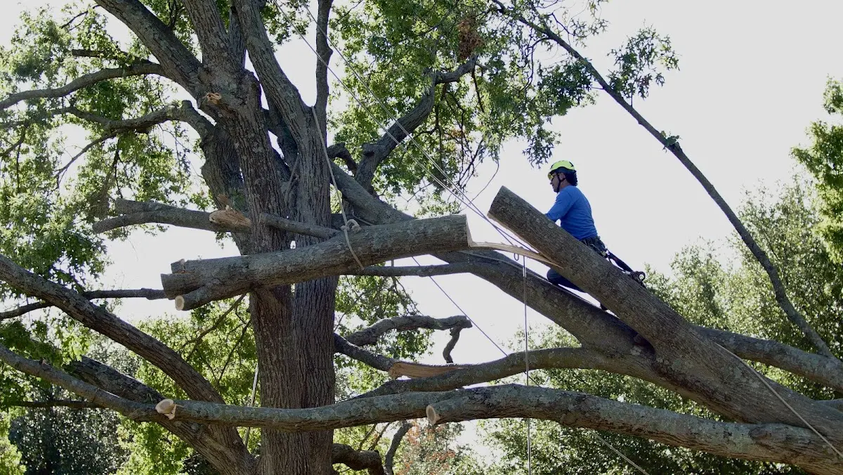 Professional Crown Thinning performed by certified arborists in Roaring Branch