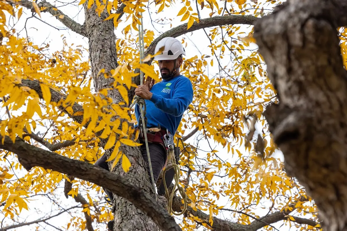 Skilled Tree Trimming crew working in Roaring Branch