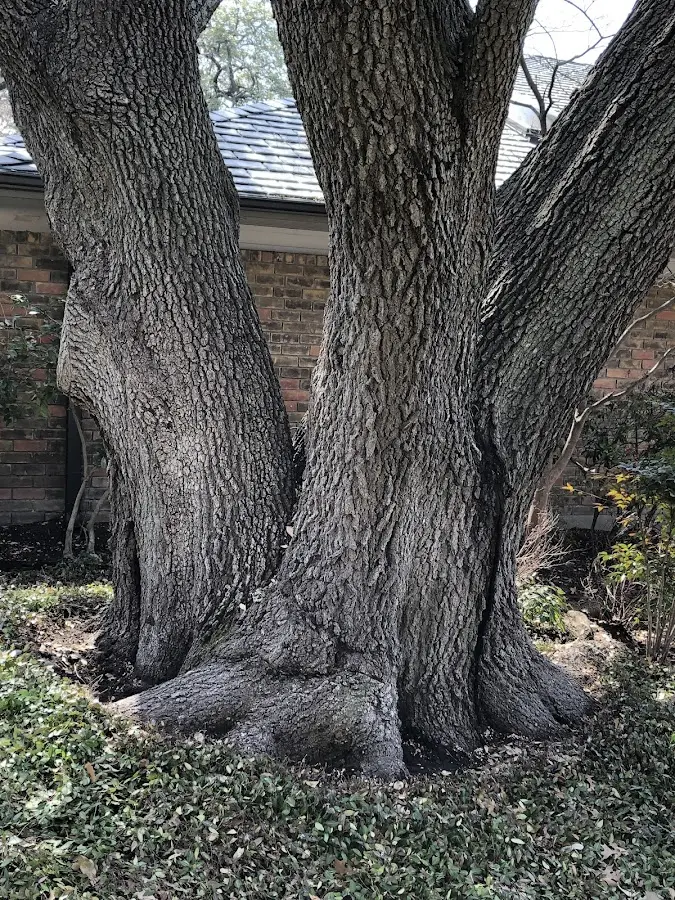 Mature heritage tree close to a Roaring Branch property cared for by certified arborists